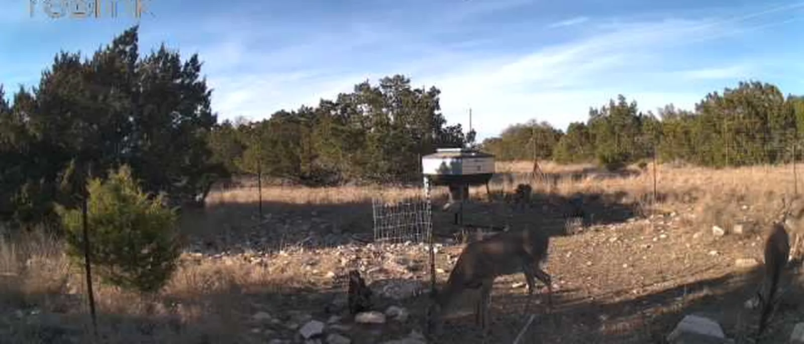 Daytime trail-camera still of white-tailed deer at a feeder on a working Texas ranch.