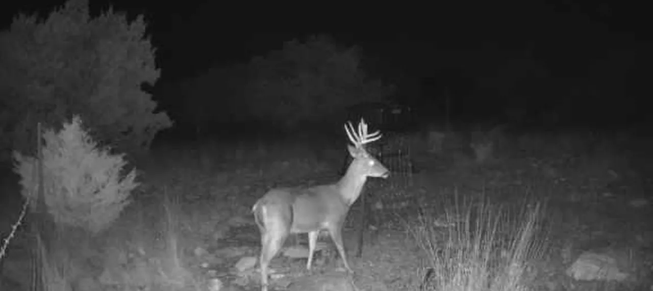 White-tailed buck at Martys Pen on a working Texas ranch, captured by a trail camera.
