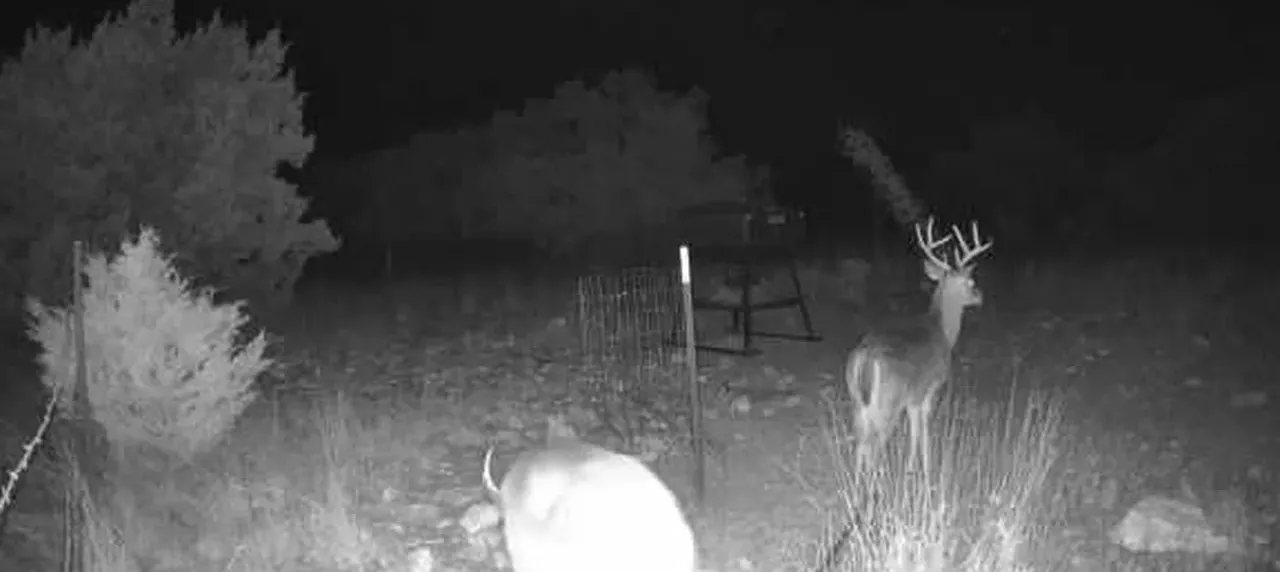 Night infrared trail-camera still of white-tailed deer at Martys Pen on a working Texas ranch.